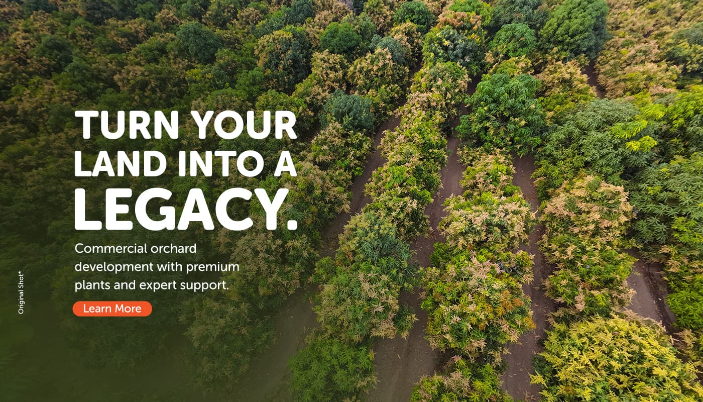 Own an orchard, we'll nurture the journey — professionally managed mango orchard investments.