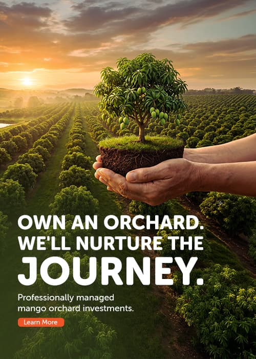 Own an orchard, we'll nurture the journey — professionally managed mango orchard investments.