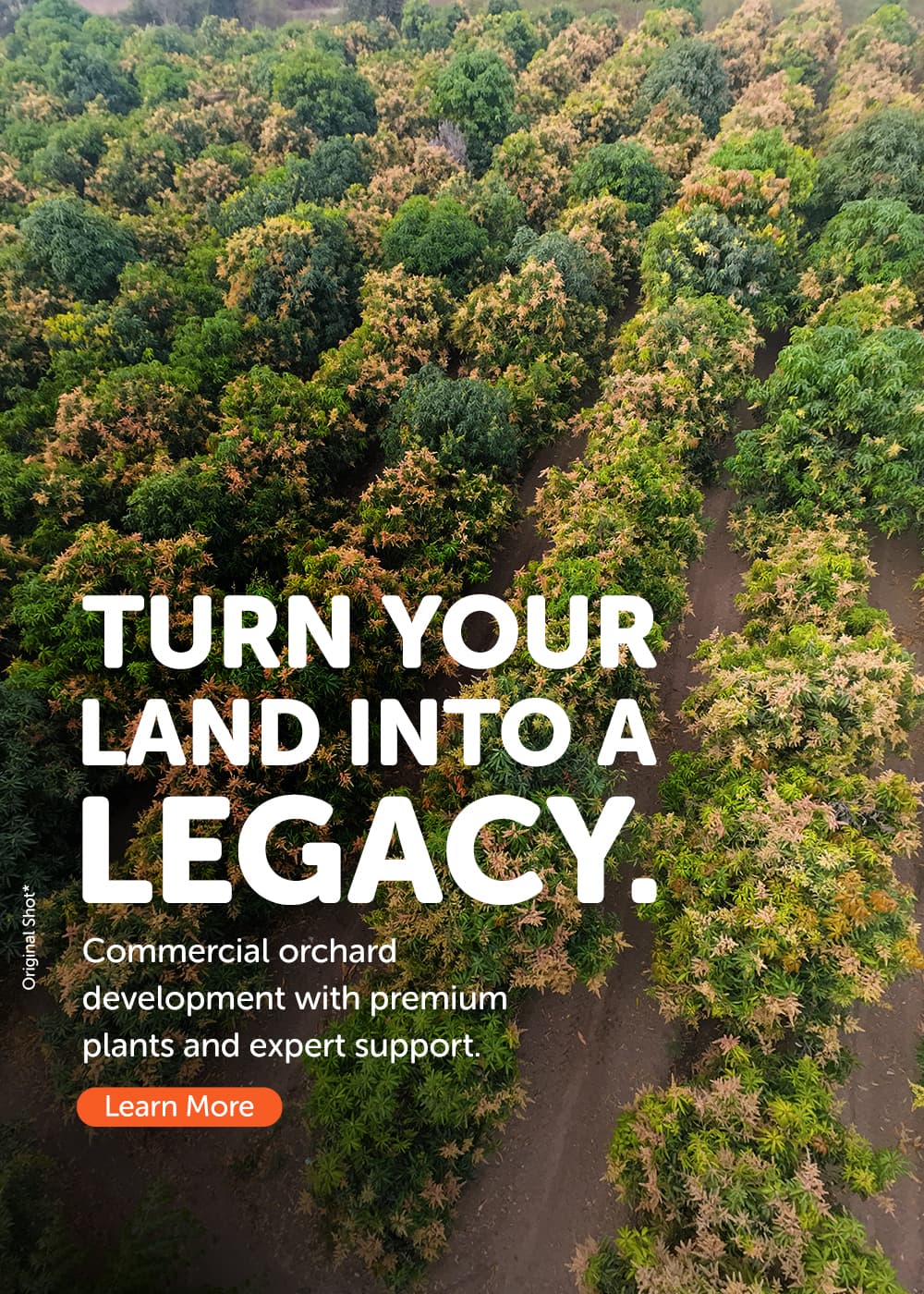 Own an orchard, we'll nurture the journey — professionally managed mango orchard investments.
